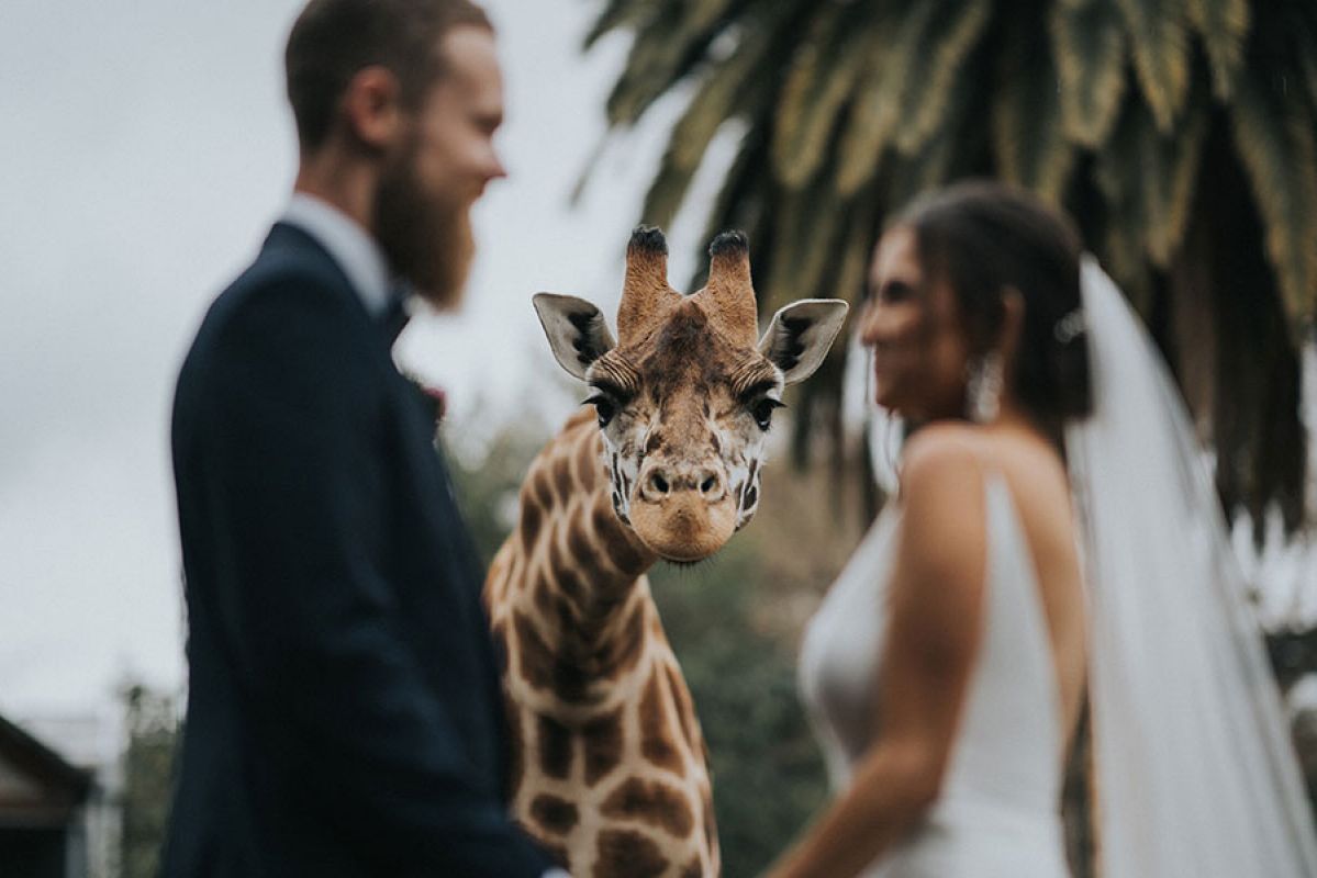 giraffe wedding photobomb