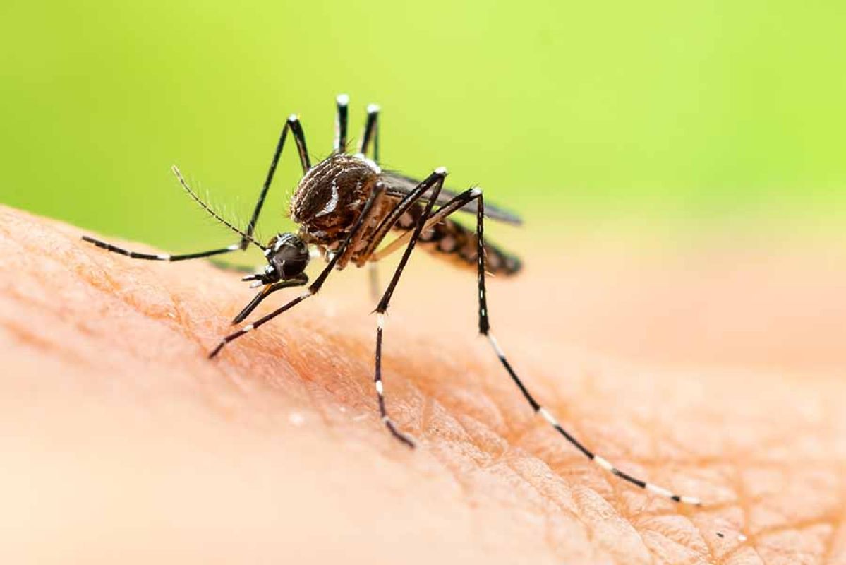 Close up of mosquito on skin