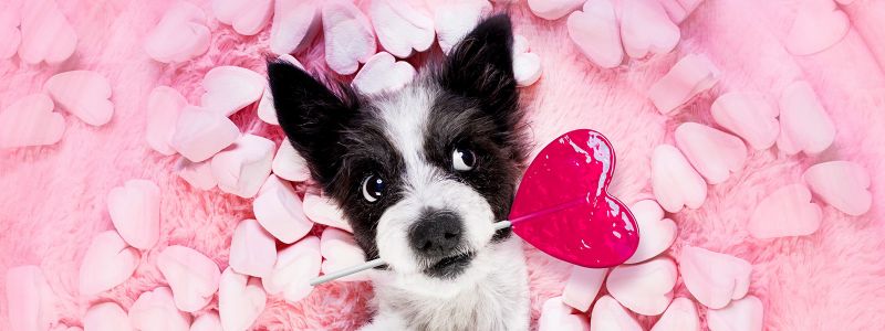 Pet-Inspired Valentine's e-Cards for Your Other Half