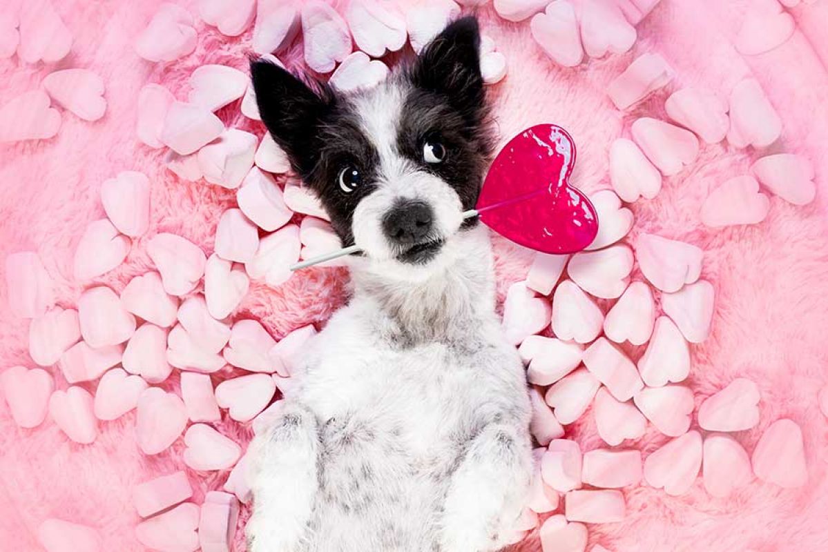 valetines day dog