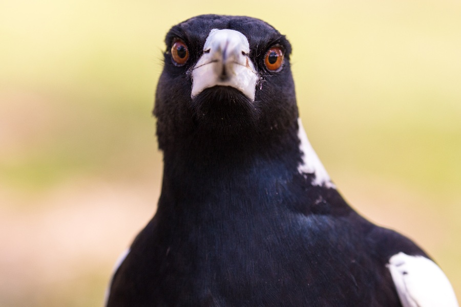 how-to-protect-yourself-during-swooping-season-racv