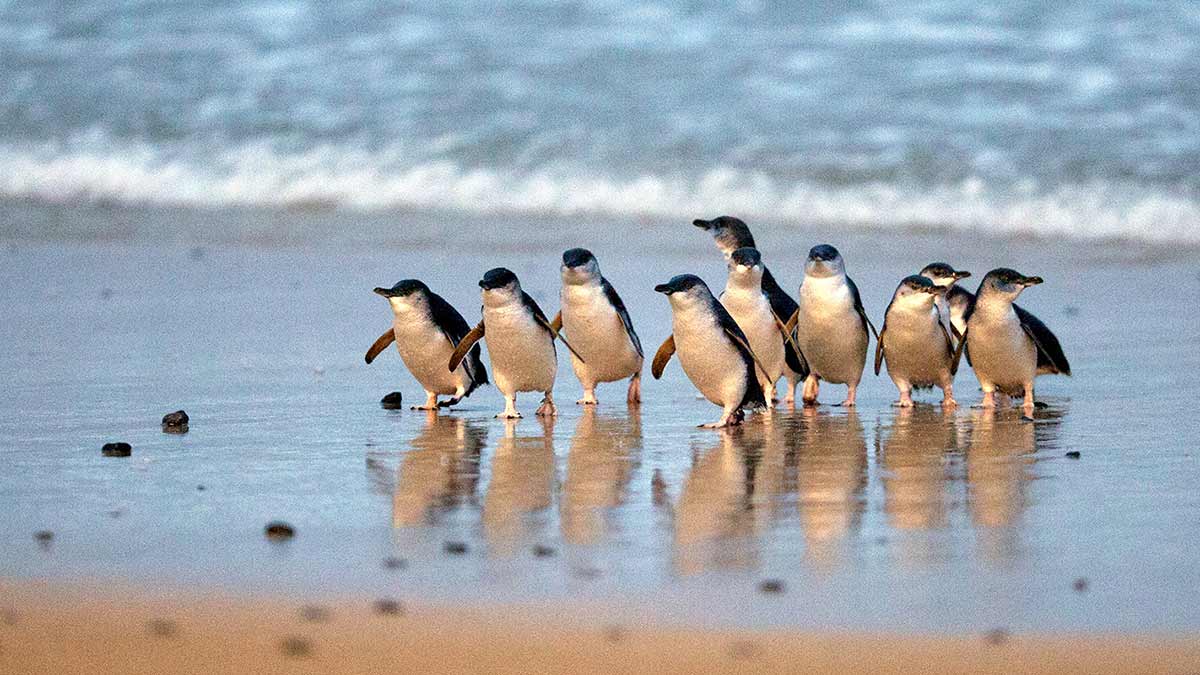 Group of penguins on the beach