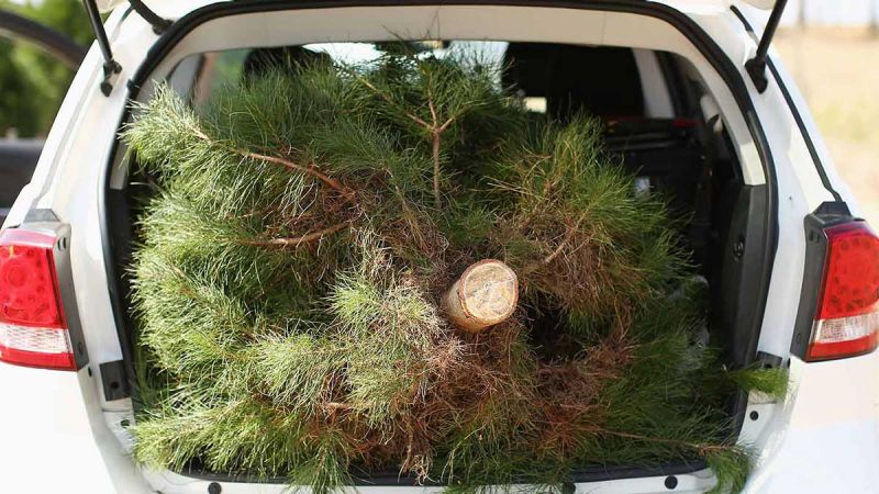 How To Safely Carry A Christmas Tree On Your Car | RACV