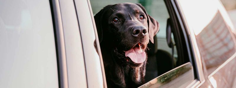 Driving with dogs in cars: What are Victoria's laws? | RACV