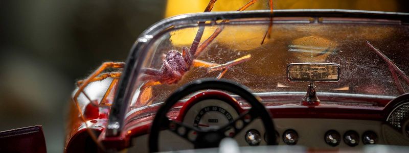 Giant spider attempts to drive car.