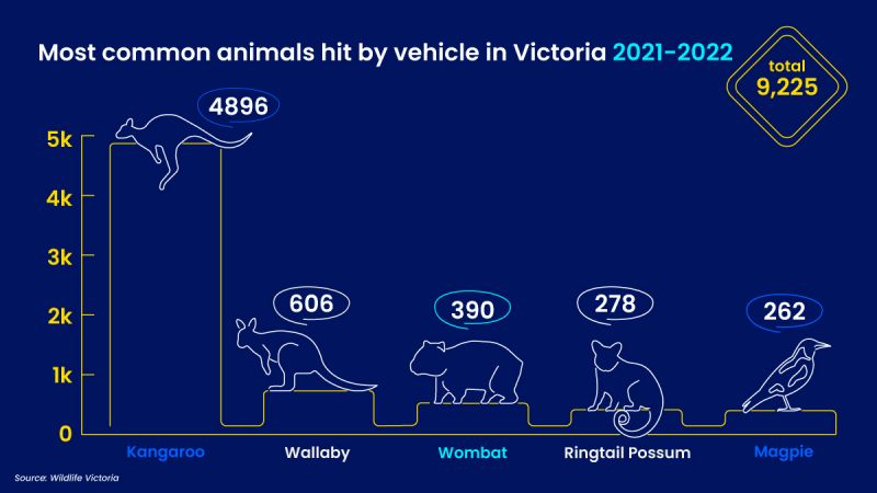 A graph showing the most common animals hit by vehicles on Victorian roads