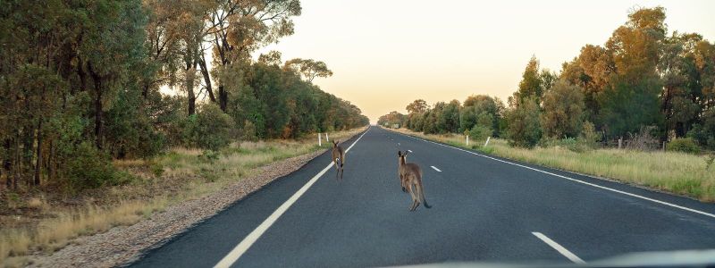 Kangaroos crossing the road