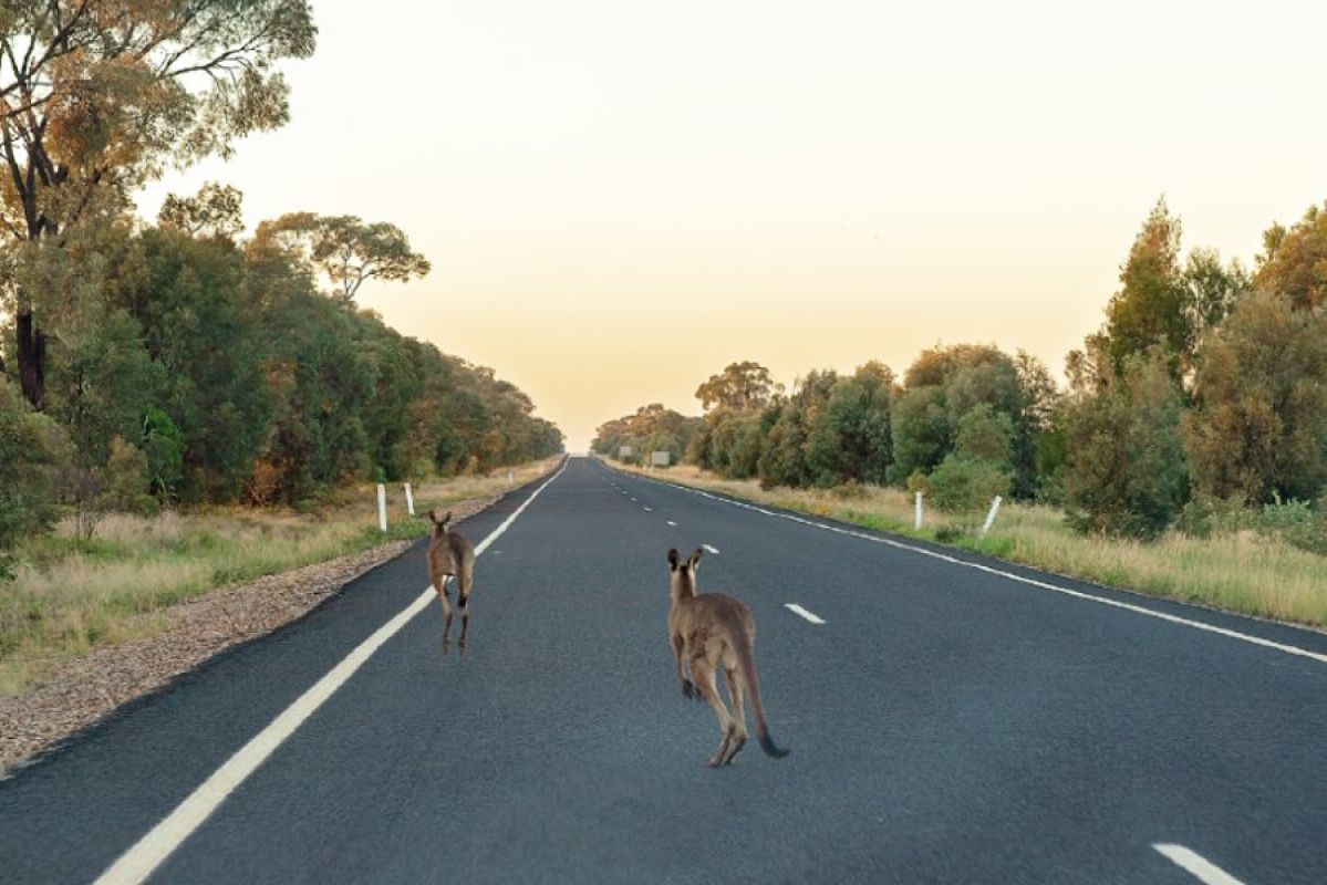 Kangaroos crossing a road