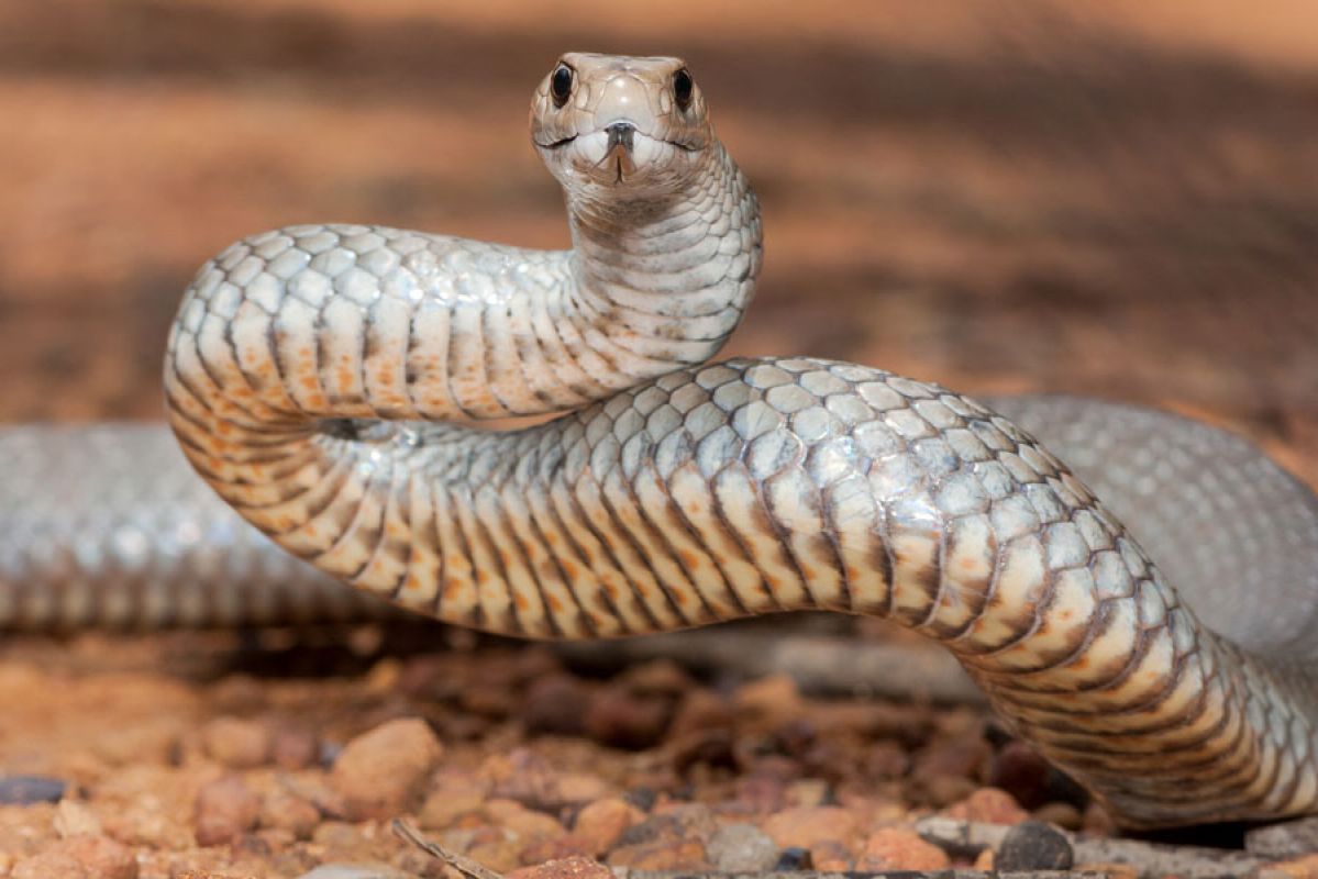 Eastern brown snake Australia