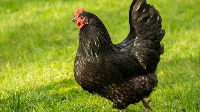 How to raise and care for backyard chickens | RACV