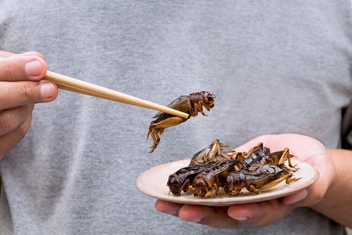 Close up person using chopsticks to pick up cricket insect from bowl of crickets