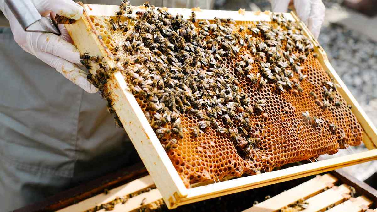 Beekeeper showing tray from hive