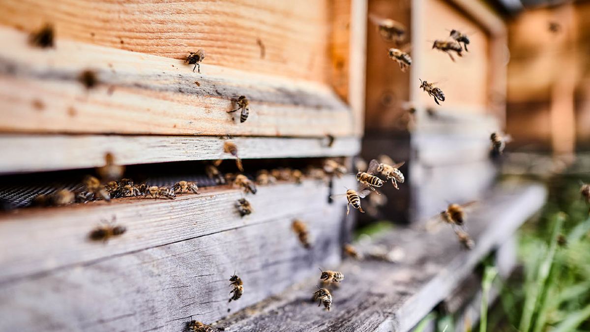 Bees entering the hive