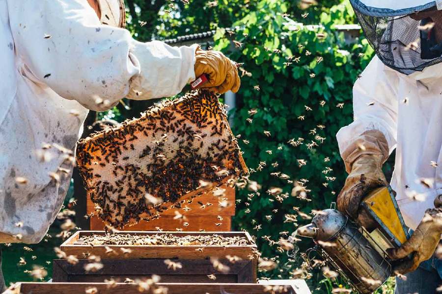 Basics Of Beekeeping A Guide Racv