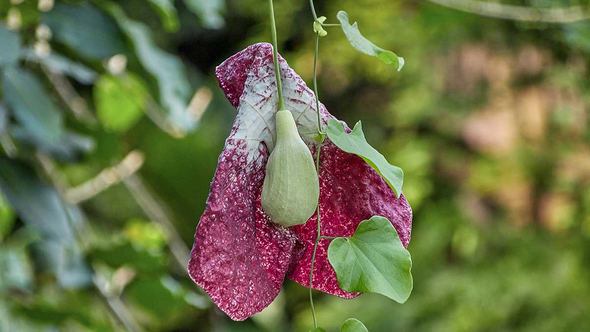 The Dutchman's Pipe