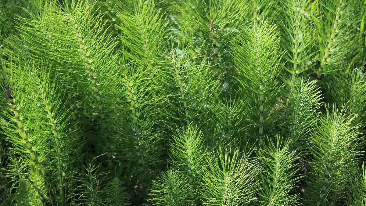 The Horsetail Weed