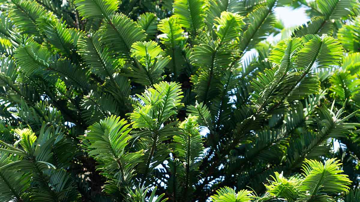 The Wollemi Pine