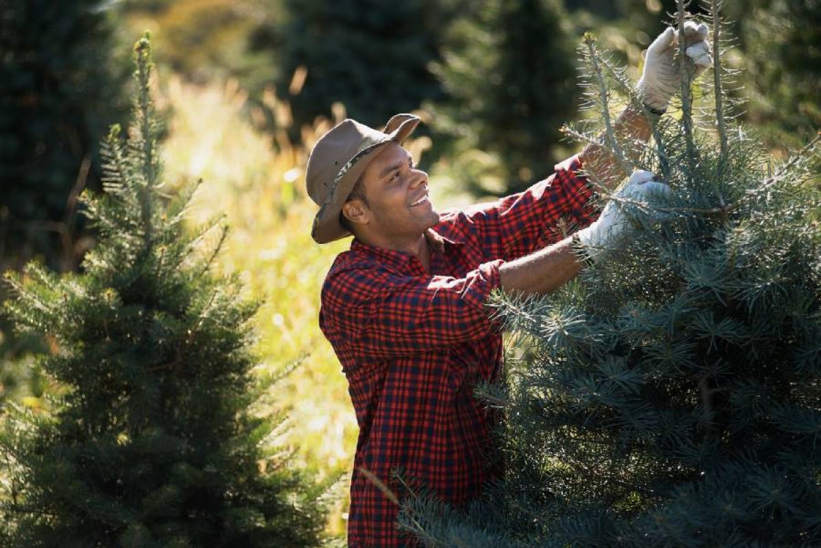 A man wearing a flannelette shirt, gloves and cowboy hat smiling as he inspects a Christmas tree on a Christmas tree farm