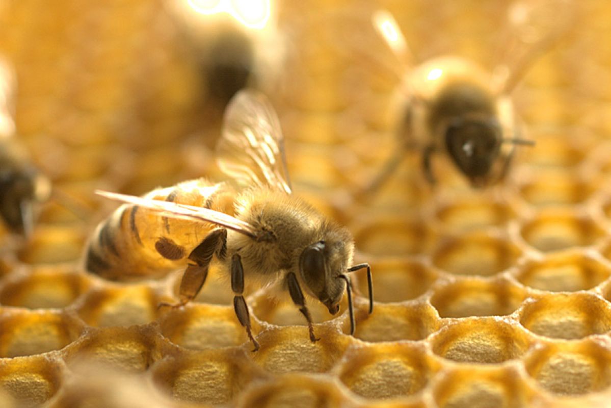 A bee crawling on honeycomb