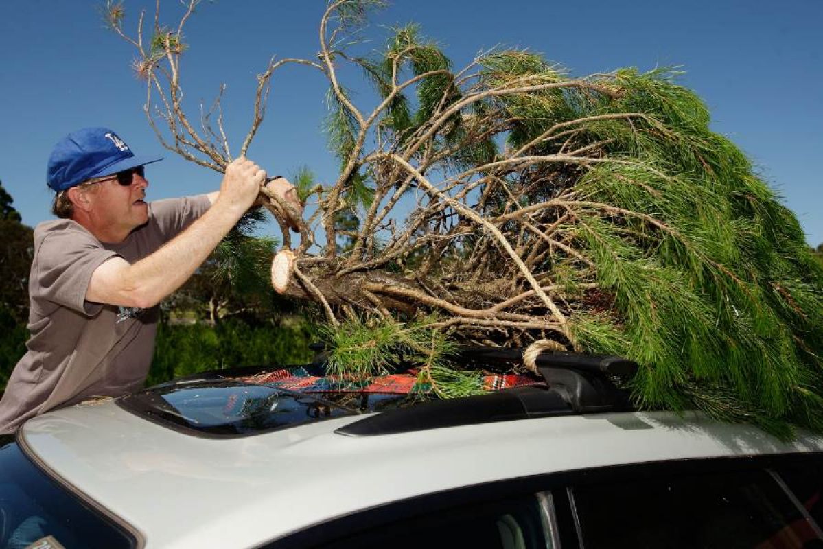 Christmas tree being loaded onto a car.