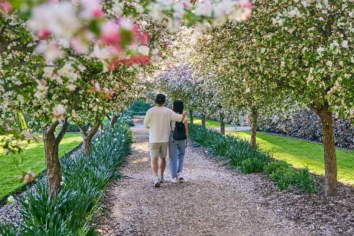 Couple walking through row of trees with blossoms in spring