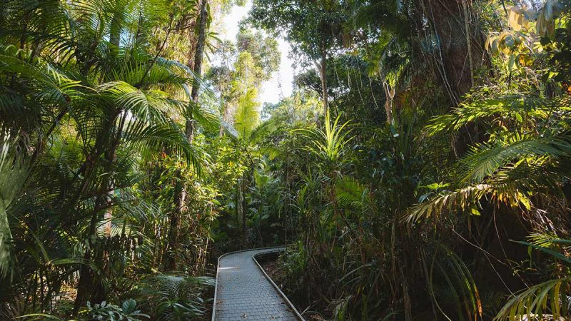 6 Of The Best Things To Do In The Daintree Rainforest | RACV