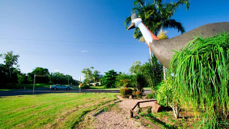 Big Cassowary. Image: Alamy