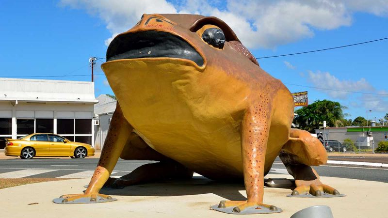 Big Cane Toad Sarina. Image: Alamy. 