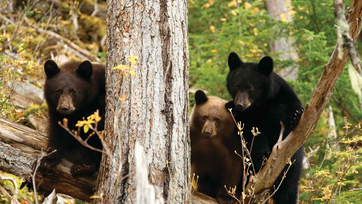 Canadian bears in the Rocky Mountians