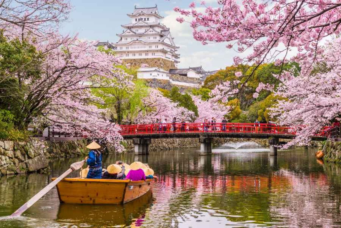 blooming cherry blossom trees over a river with a temple in the background. a man is poling a boat with passengers down the river.