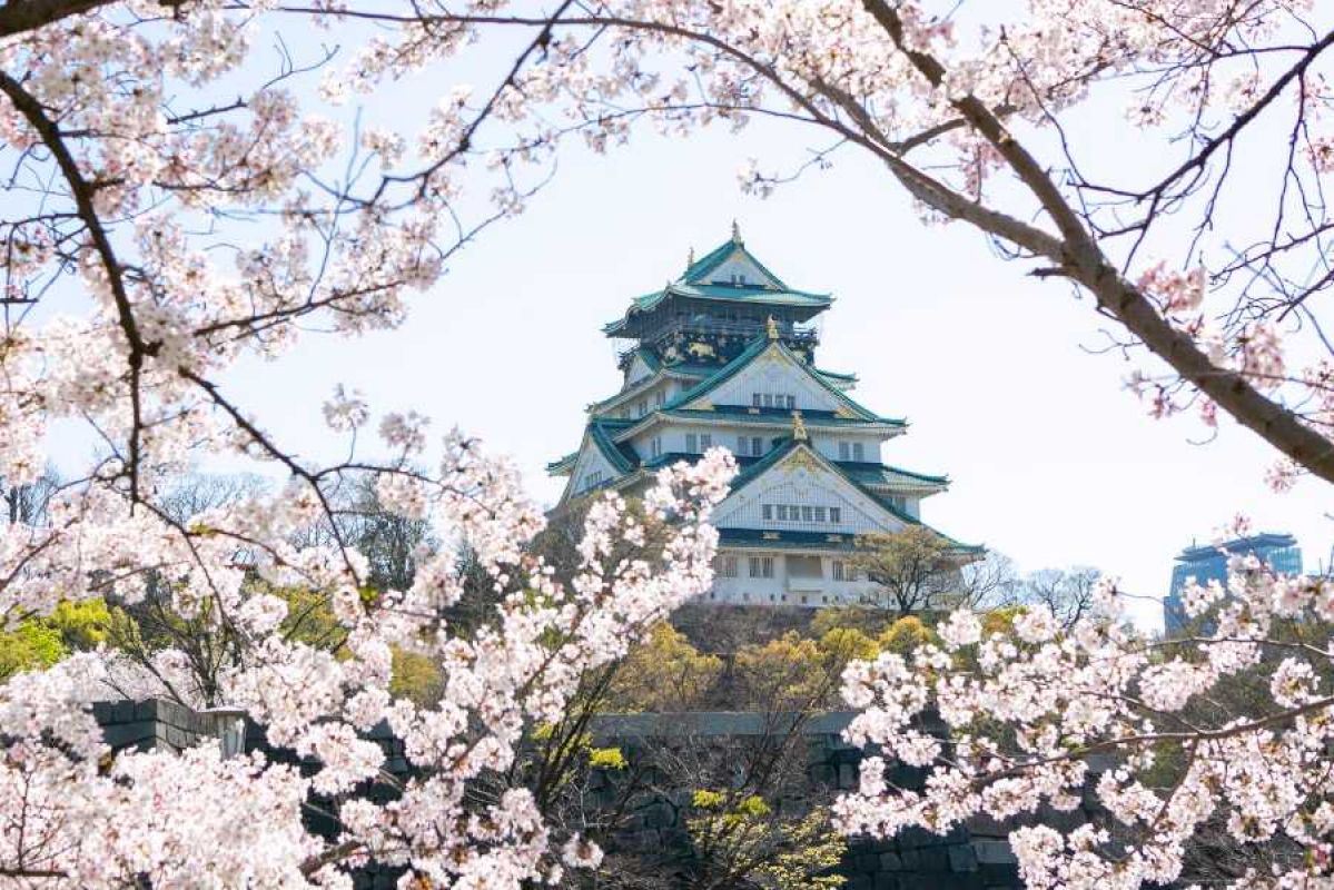 Osakajo surrounded by cherry blossom trees