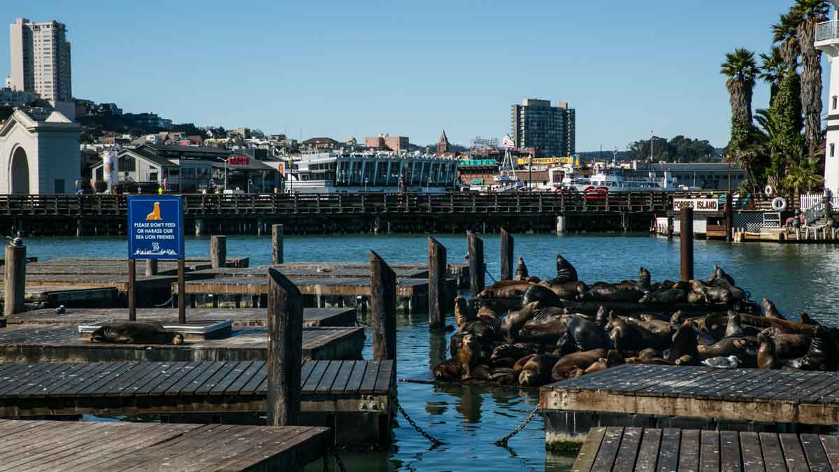 The seals at Fisherman's Wharf 