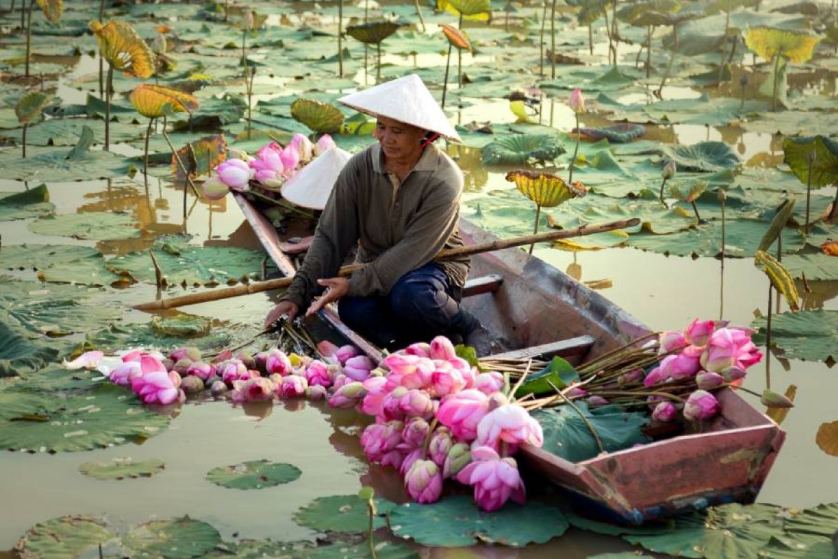 A Vietnamese woman wearing a nón lá hat in a canoe gathering water lily blooms