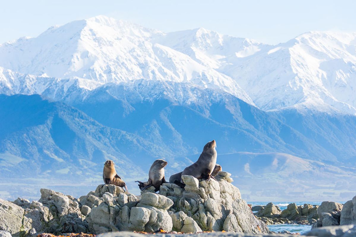 Seals gathered on a rock