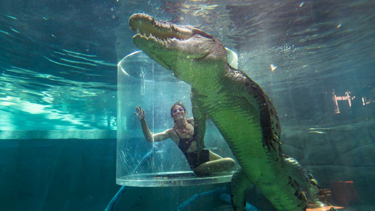 An up close experience at Crocosaurus Cove. Image: Tourism NT/Elise Cook