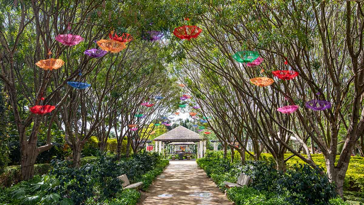 Garden path with umbrellas hanging over top