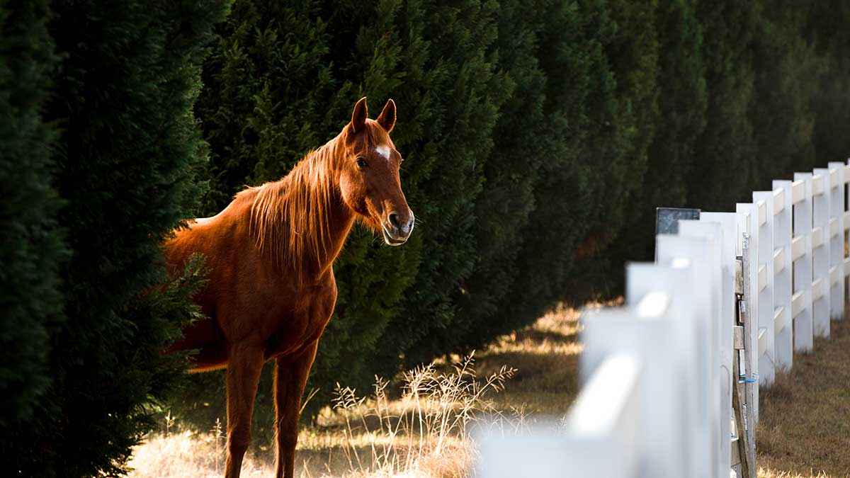 Horse standing next to a fence 