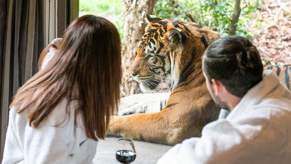 Tiger at the window with couple