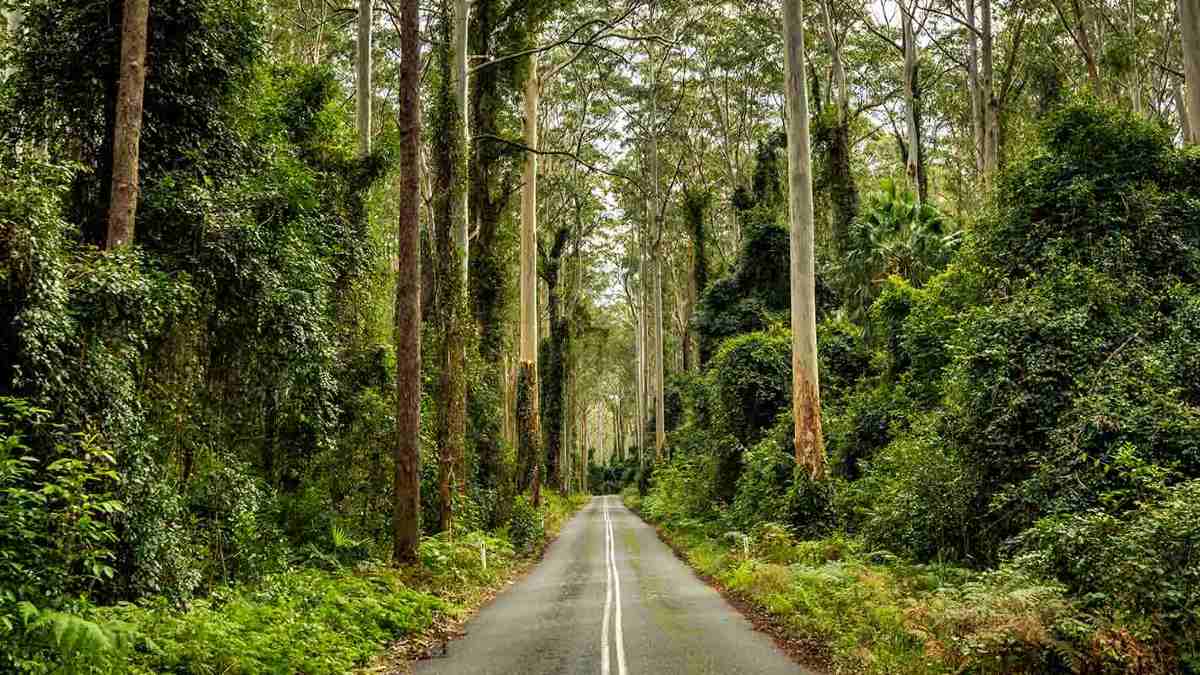 Road leading into the forest