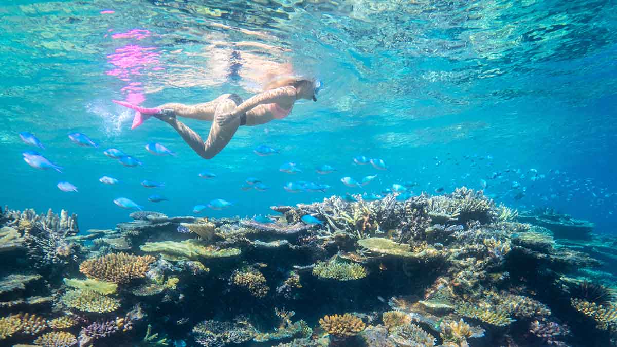 snorkelling Magnetic Island