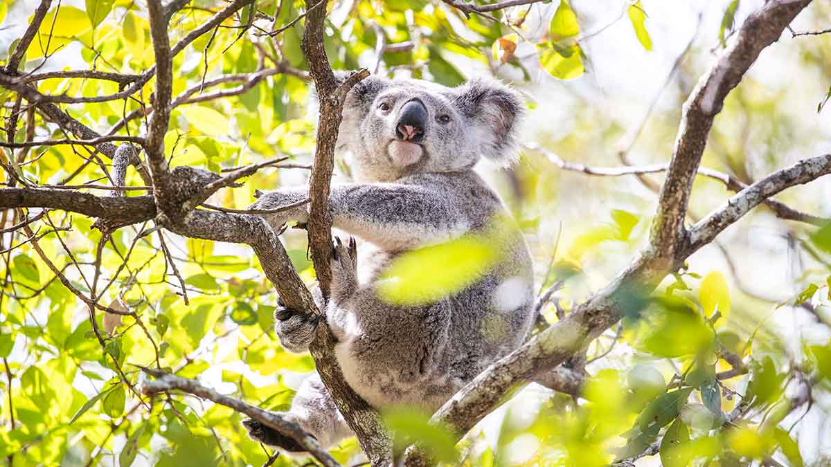 koala in a tree