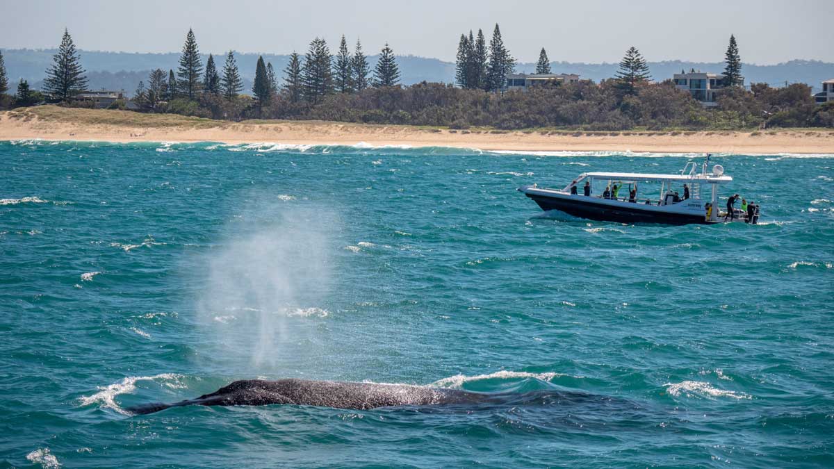 Whale watching in Noosa