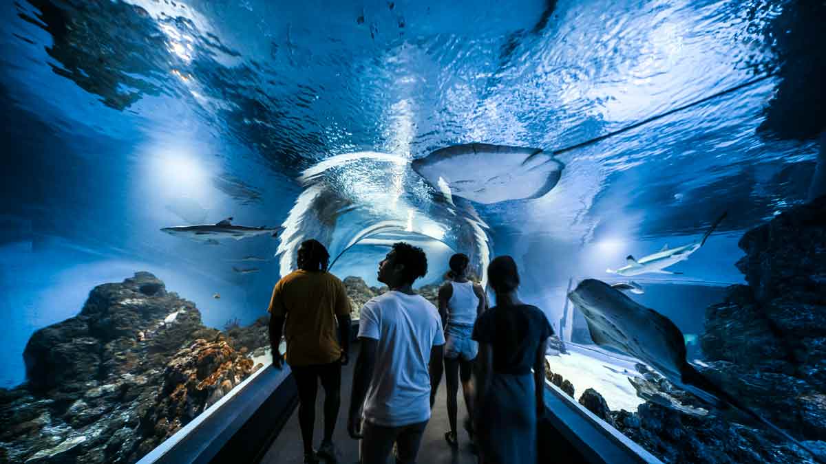  Cairns Aquarium