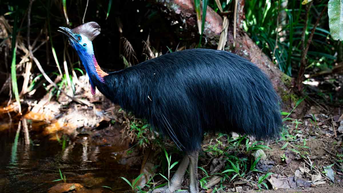 cassowary