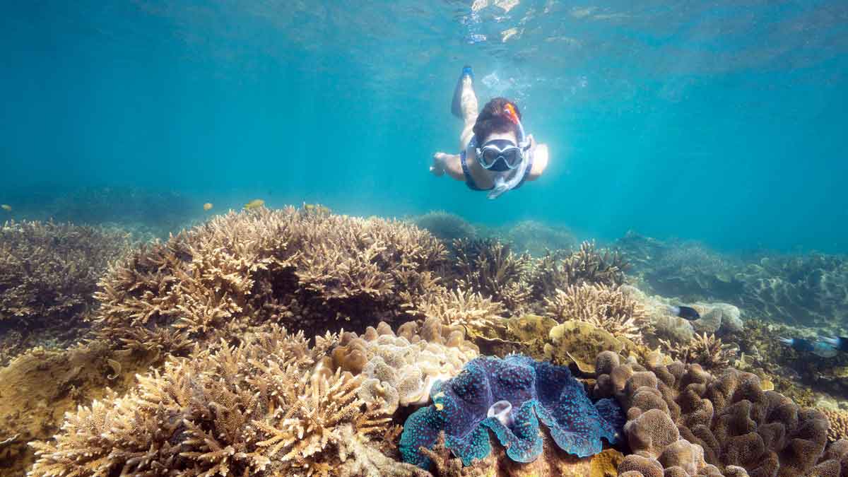 Snorkeller on Fitzroy Island