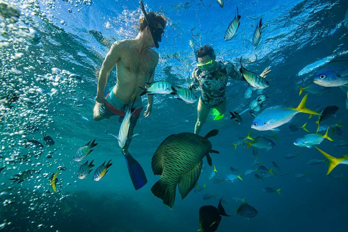 Snorkeling with wildlife in the Whitsundays