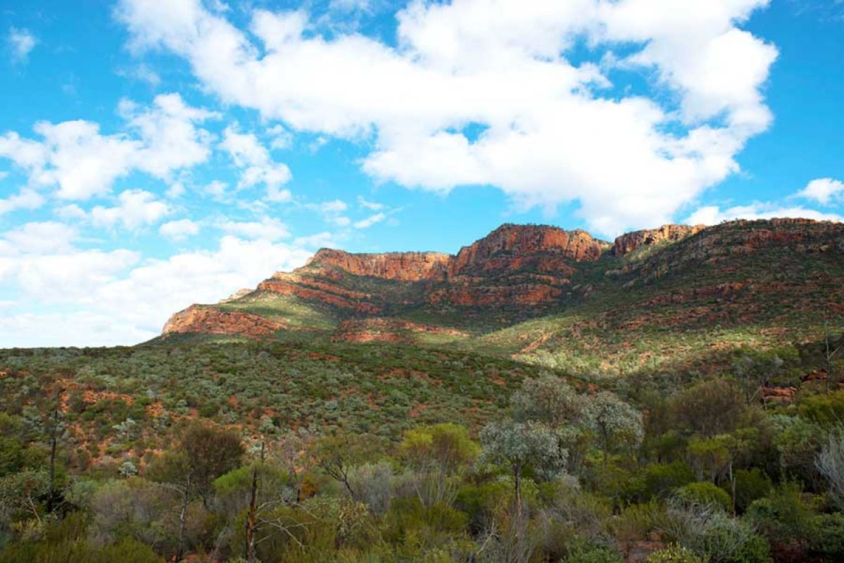 Green terrain of the Flinders Ranges in South Australia