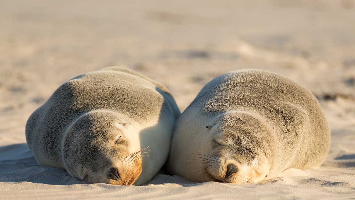 two fur seals