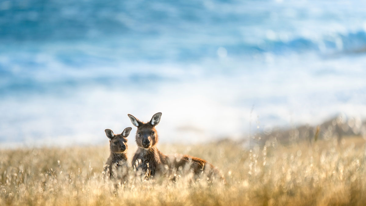 Kangaroos poking their heads above the long grass