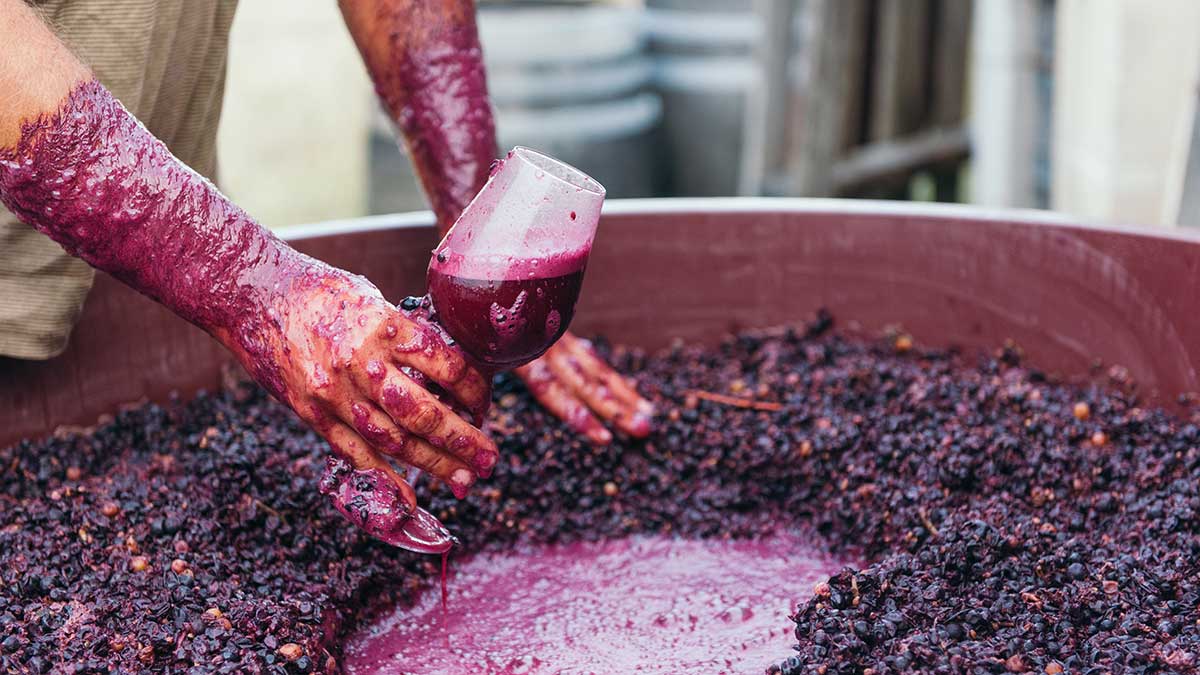 person using bare hands to squash grapes for wine. 